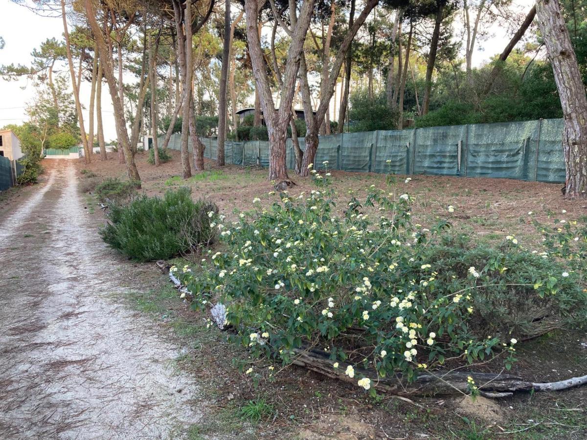 Moradia No Pinhal Com Piscina - Espaco E Privacidade Para As Suas Ferias! Sintra Buitenkant foto